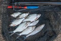 Several ablet, bream fish on fishing net. Fishing rod with float Royalty Free Stock Photo