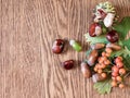 Several acorns, chestnuts and rowan branch