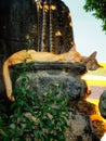Several adorable red cats rest on an old stone urn Royalty Free Stock Photo