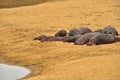 Baby Hippopotamus Sleeping along Luangwa River, South Luangwa National Park, Zambia