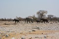 Several adult elephants with baby elephants walk on the stony desert of a national park in Africa. Nature reserve