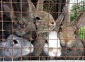 Several adult rabbits in a cage with metal bars, farming.