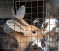 Several adult rabbits in a cage with metal bars, farming