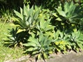 Several Agave Attenuata, a dry-season ornamental plant used in gardens.