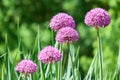 Several Alium flowers in the meadow