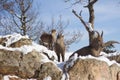 Several alpine ibex