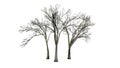 Several American Elm trees in the winter - isolated on white background Royalty Free Stock Photo