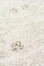 Several animal footprints on the beige pavement Royalty Free Stock Photo