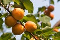 Several apricots on a branch Royalty Free Stock Photo