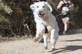 Popular canicross race