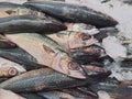 Several Atlantic mackerel fish  on crushed ice at a market Royalty Free Stock Photo