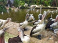 Several Australian Pelicans playing at pond