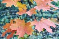 Several autumn maple leaves red and yellow on a tree branch. Royalty Free Stock Photo