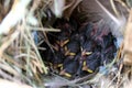 Several baby birds with yellow and orange beaks sleep together in a nest of grass