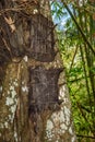 Several baby graves in large old tree. Kambira. Tana Toraja