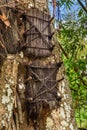 Several baby graves in large old tree. Kambira. Tana Toraja