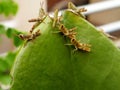 several baby green grasshoppers on a leaf