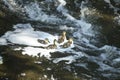 Baby mallard ducklings feeding and swimming in Broad Brook, Connecticut