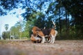 Several beagle dogs playing together and there are some fight in the park Royalty Free Stock Photo