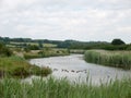 Several bean geese on a scenic lake