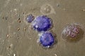 several beautiful colored jellyfish on the beach of Terschelling