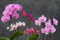 Several beautiful Phalaenopsis orchid flowers. Some gorgeous Orchidea flowers. Home Orchis garden Royalty Free Stock Photo