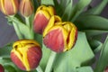 Several beautiful red and yellow tulips