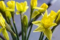 Several beautiful yellow narcissus like a symbol of spring Royalty Free Stock Photo