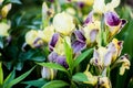 Several Beautiful yellow-purple irises flowers grow in the garden. Close-up of a flower iris on blurred green natural background. Royalty Free Stock Photo