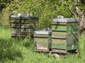 several beehives in a cherry plantation