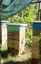 Several beehives in the garden.Apiculture as a hobby