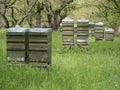 Several beehives stand in a cherry plantation