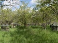 Several beehives stand in a cherry plantation