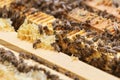 Several bees eat the remains of honey from honeycombs in a hive Royalty Free Stock Photo