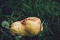 A several bees on the unsound pear laying in the grass - illuminated with natural light on sunset. Dark photo of group of insects Royalty Free Stock Photo