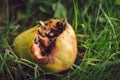 A several bees on the unsound pear laying in the grass - illuminated with natural light on sunset. Dark photo of group of insects Royalty Free Stock Photo