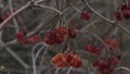 Several berries of autumn dried viburnum