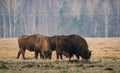 Several Big aurochs grazing on the field.Some large brown bison on the forest background. Royalty Free Stock Photo
