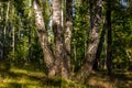 Several birches in a beautiful birch grove