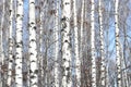 Several birches in birch grove among other birches