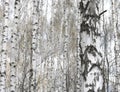 Several birches in birch grove among other birches