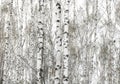 Several birches in birch grove among other birches