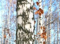 Several birches in birch grove