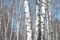 Several birches in birch grove among other birches