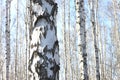 Several birches with white birch bark in birch grove