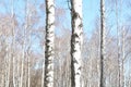Several birches with white birch bark