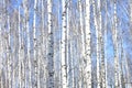 Several birches with white birch bark