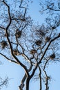 Several Bird Nests in the Branches of a Leafless Tree