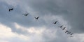Several birds flying Royalty Free Stock Photo