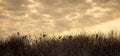 Several Black-crowned Night Herons perched on branches Royalty Free Stock Photo